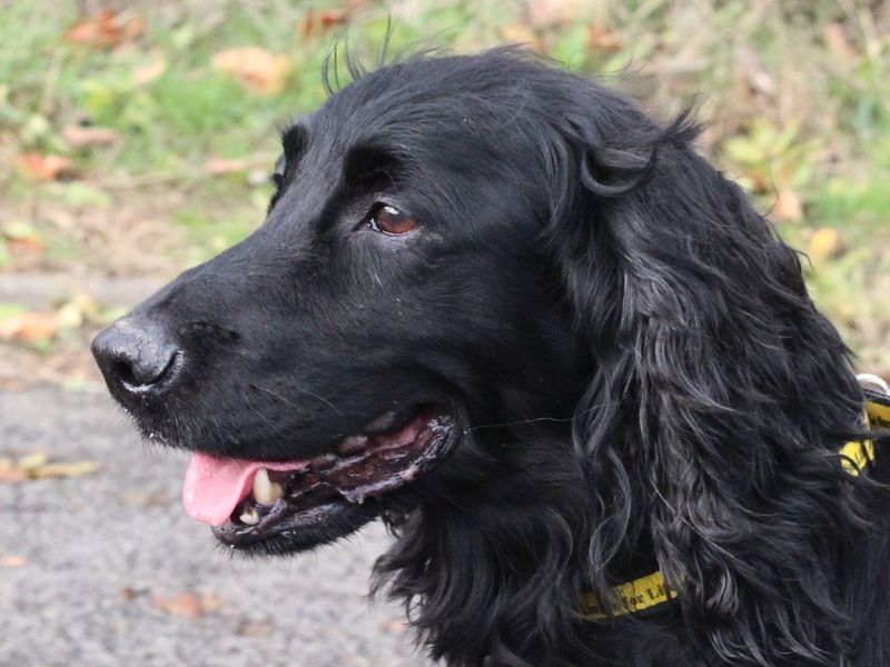 Cocker Spaniel Dogs And Puppies For Adoption