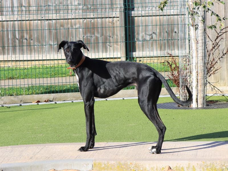 Jetson | Lurcher | Evesham (Worcestershire) - 1