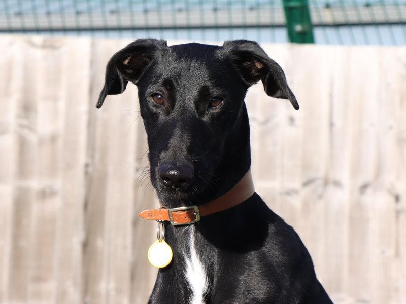 Jetson | Lurcher | Evesham (Worcestershire) - 2