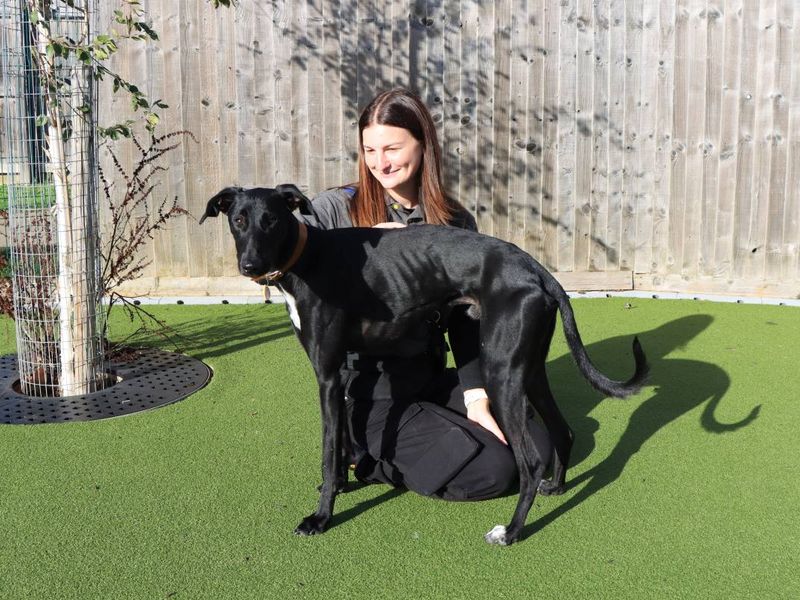 Jetson | Lurcher | Evesham (Worcestershire) - 3