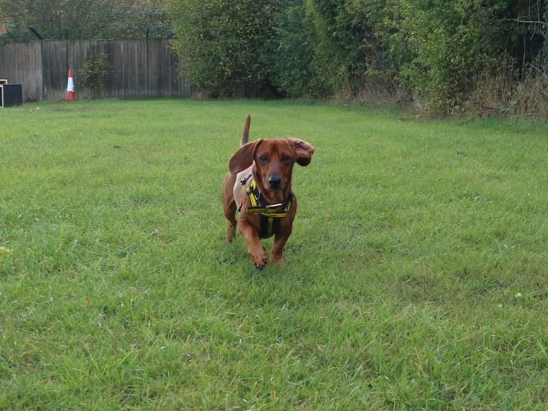 Kazoo | Dachshund (Miniature Smooth Haired) | Harefield West London - 4