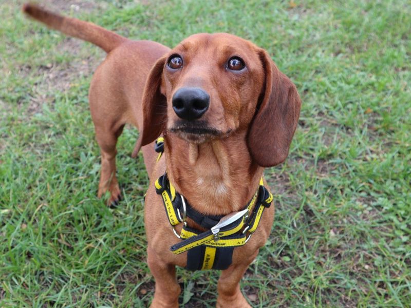 Kazoo | Dachshund (Miniature Smooth Haired) | Harefield West London - 3