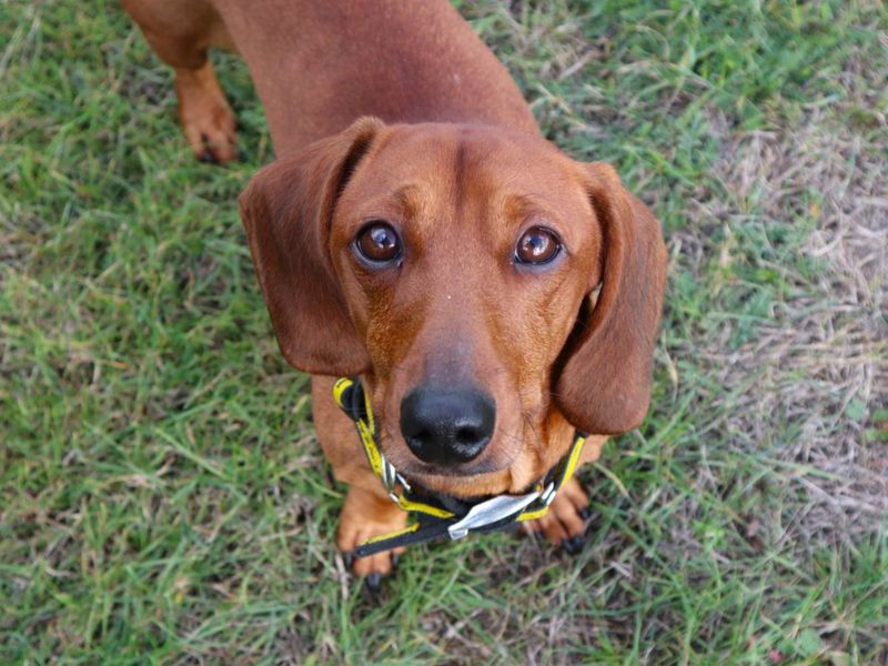 Kazoo | Dachshund (Miniature Smooth Haired) | Harefield West London - 2
