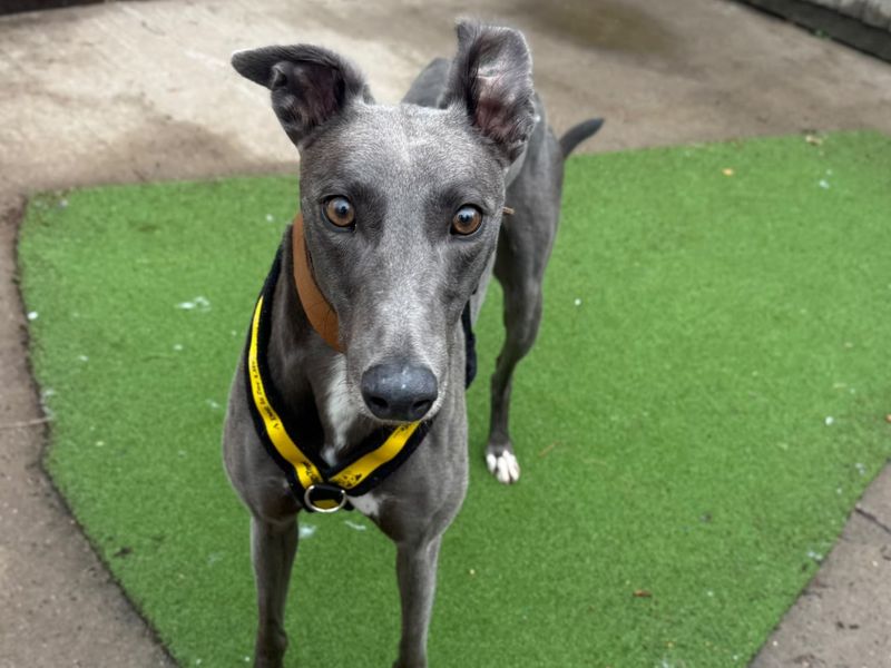 Parker | Greyhound | Shrewsbury (Shropshire) - 2