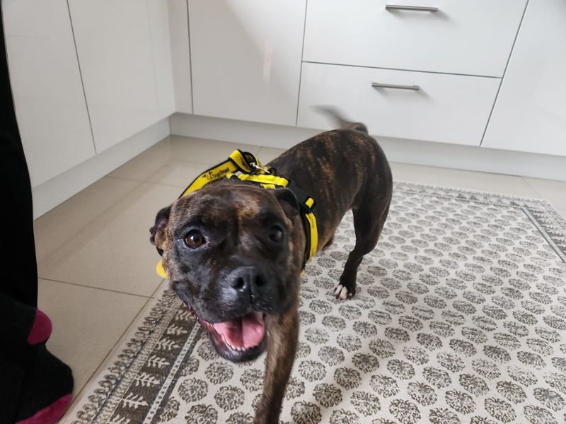 Gracie - Image 3 of 3