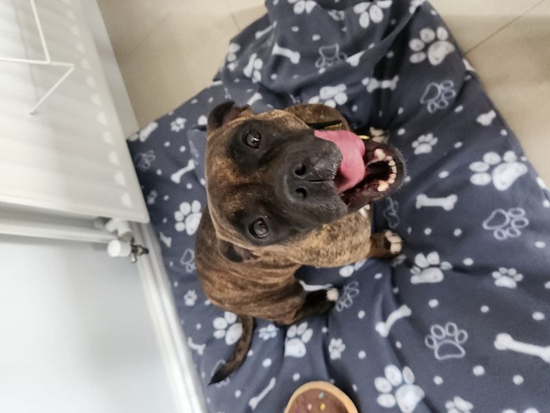 Gracie | Terrier (Staffordshire Bull) | Cumbria - 2