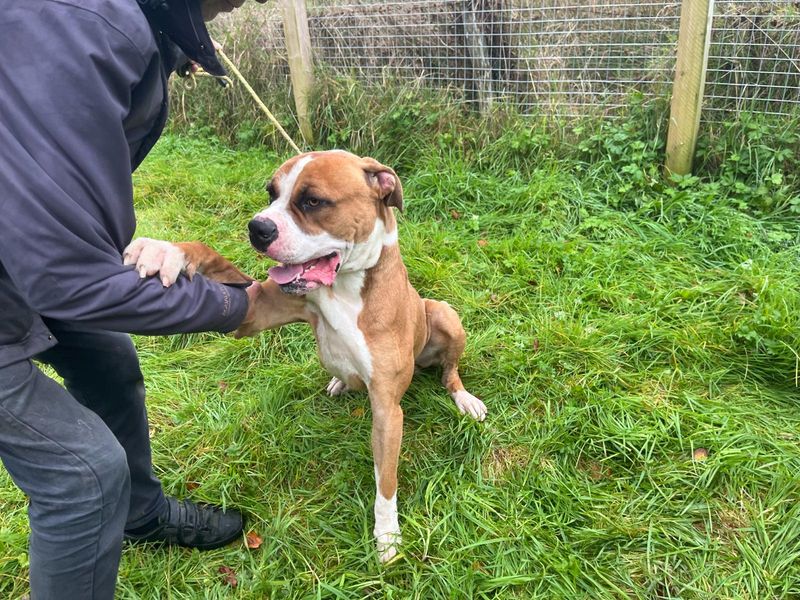 Simba | Boxer Cross | Cumbria - 3
