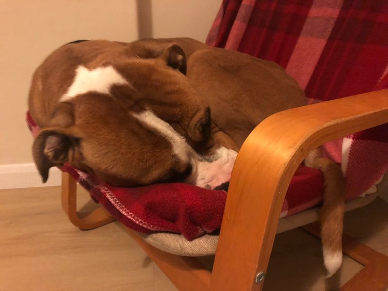 Simba | Boxer Cross | Cumbria - 2