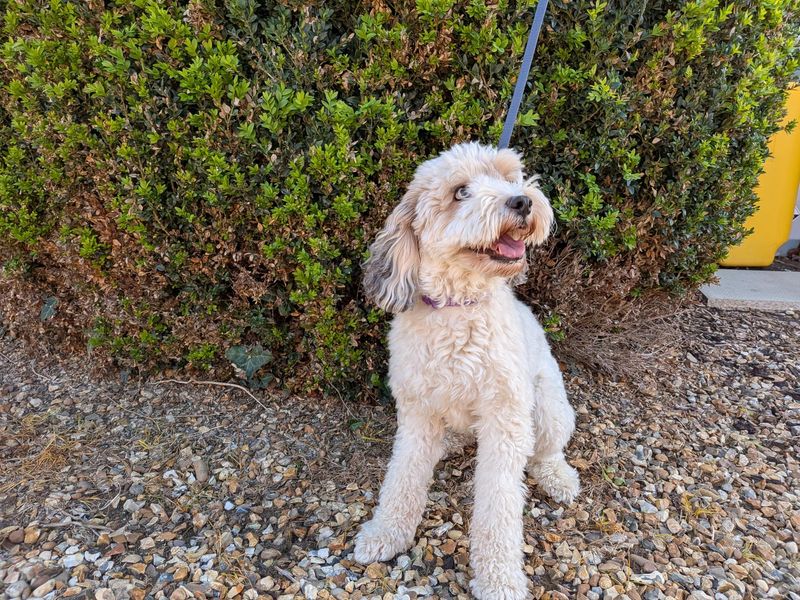Prosecco | Poodle (Miniature) Cross | Snetterton (Norfolk) - 4