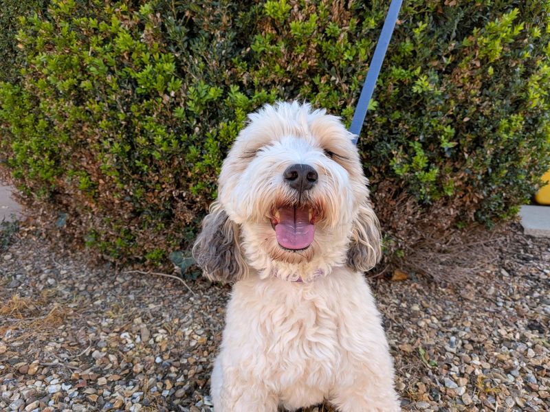 Poodle Dogs And Puppies For Adoption