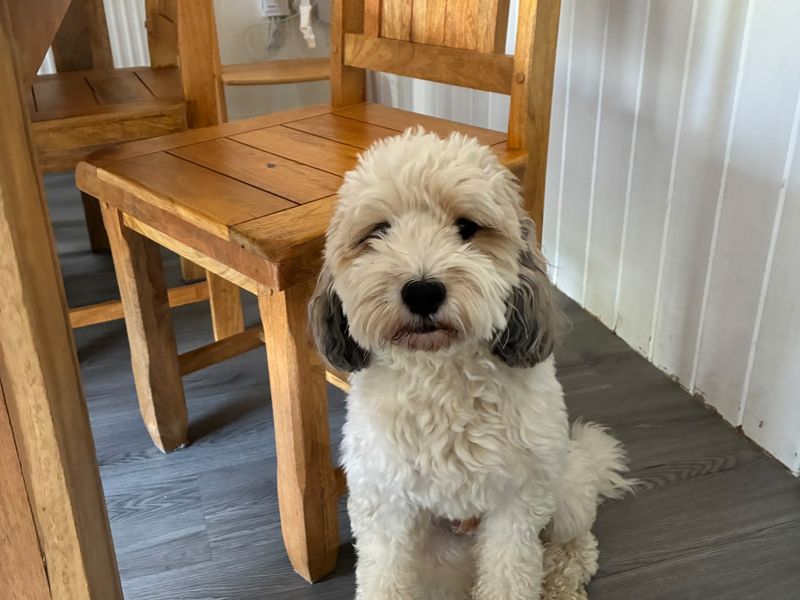 Prosecco | Poodle (Miniature) Cross | Snetterton (Norfolk) - 2
