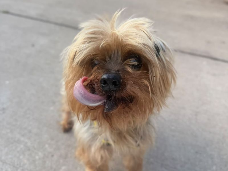 Tiny | Terrier (Yorkshire) | Shrewsbury (Shropshire) - 3