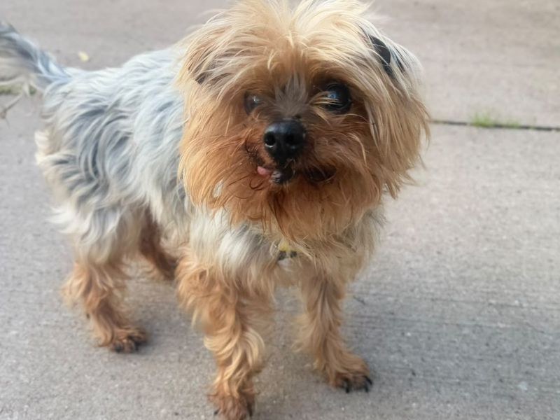 Tiny | Terrier (Yorkshire) | Shrewsbury (Shropshire) - 2