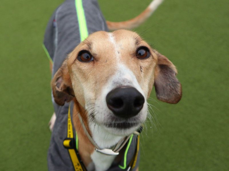 Biscotti | Lurcher | Harefield West London - 4