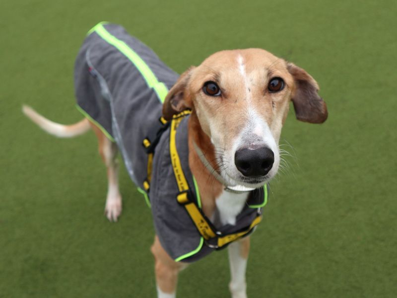 Biscotti | Lurcher | Harefield West London - 2