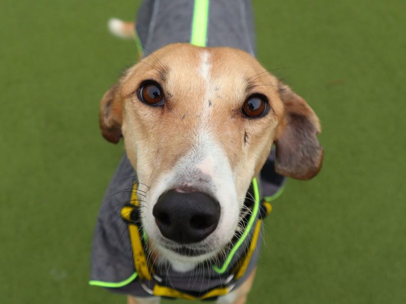 Biscotti | Lurcher | Harefield West London - 1