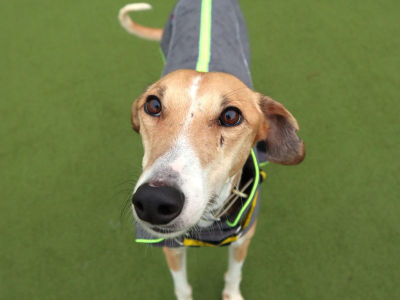Biscotti | Lurcher | Harefield West London - 3