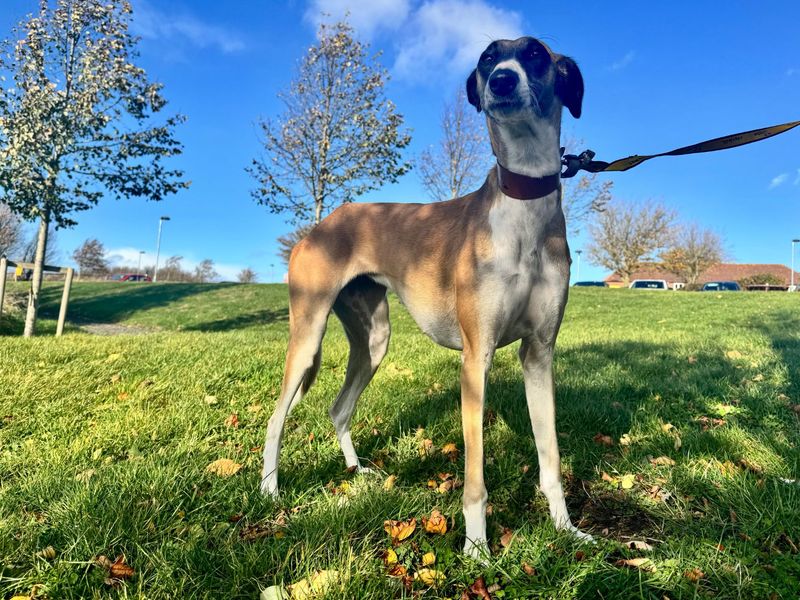 Molly | Lurcher | Darlington - 1