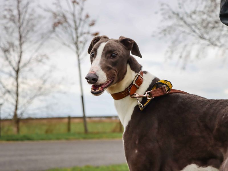 Todd | Greyhound | Darlington - 2