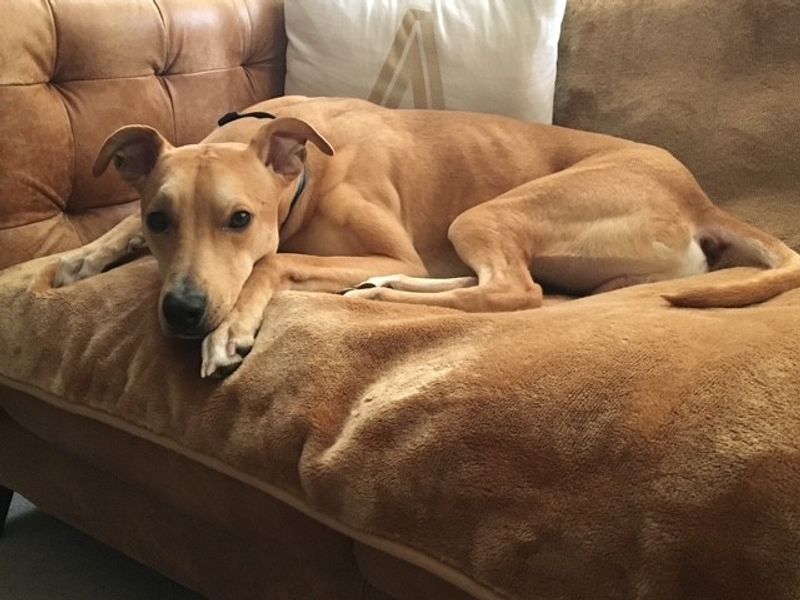 Clay | Greyhound Cross | Cardiff - 10