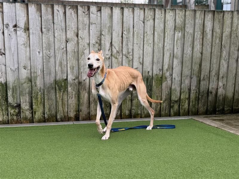 Adopt a Greyhound Cross Rescue Dog | Clay | Dogs Trust