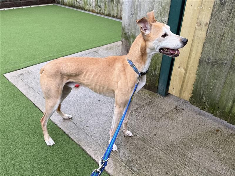 Clay | Greyhound Cross | Cardiff - 11
