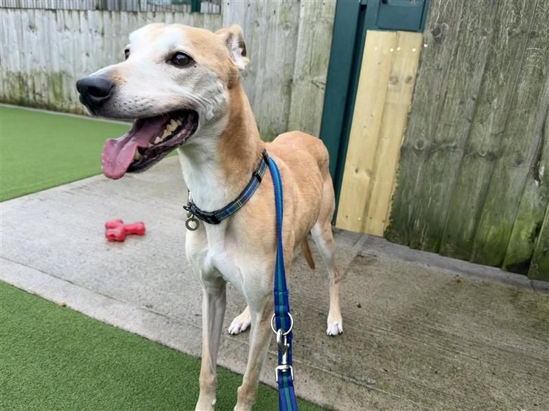 Clay | Greyhound Cross | Cardiff - 6