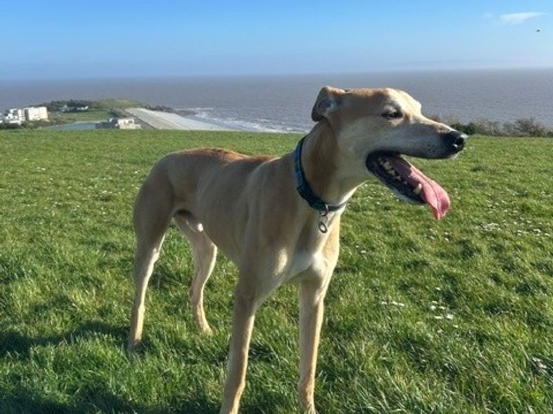 Clay | Greyhound Cross | Cardiff - 9