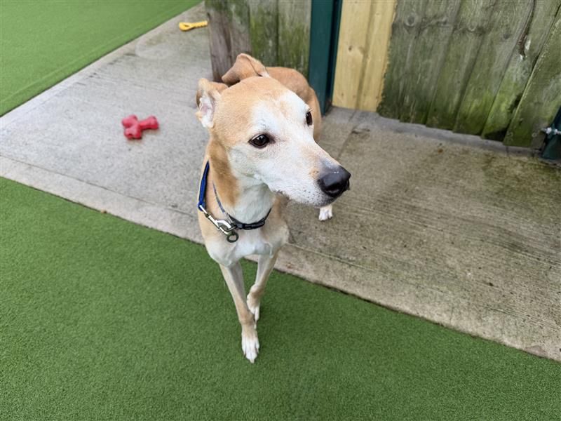 Adopt a Greyhound Cross Rescue Dog | Clay | Dogs Trust