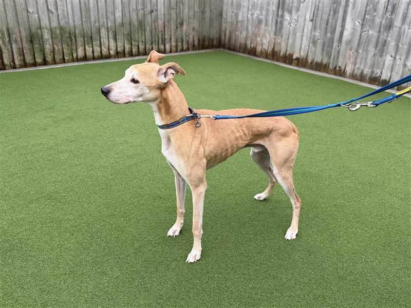 Clay | Greyhound Cross | Cardiff - 5