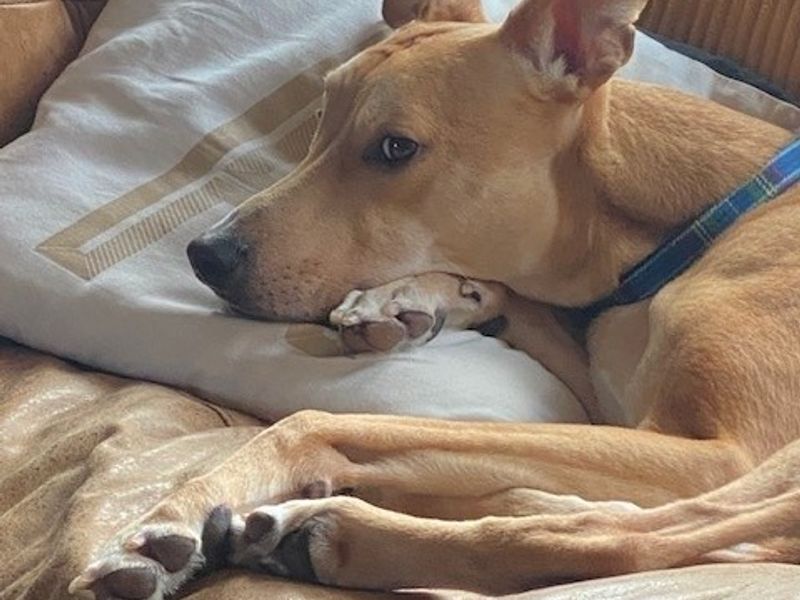 Adopt a Greyhound Cross Rescue Dog | Clay | Dogs Trust