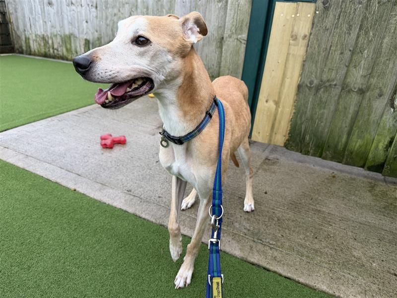 Clay | Greyhound Cross | Cardiff - 7