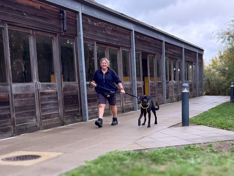Tosh | Retriever (Labrador) Cross | Basildon (Essex) - 2