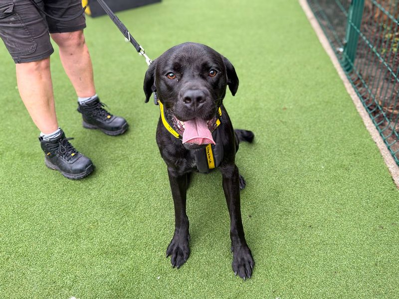 Tosh | Retriever (Labrador) Cross | Basildon (Essex) - 4