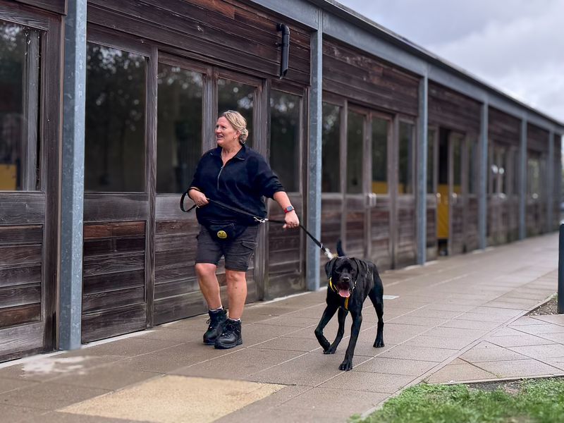 Tosh | Retriever (Labrador) Cross | Basildon (Essex) - 1