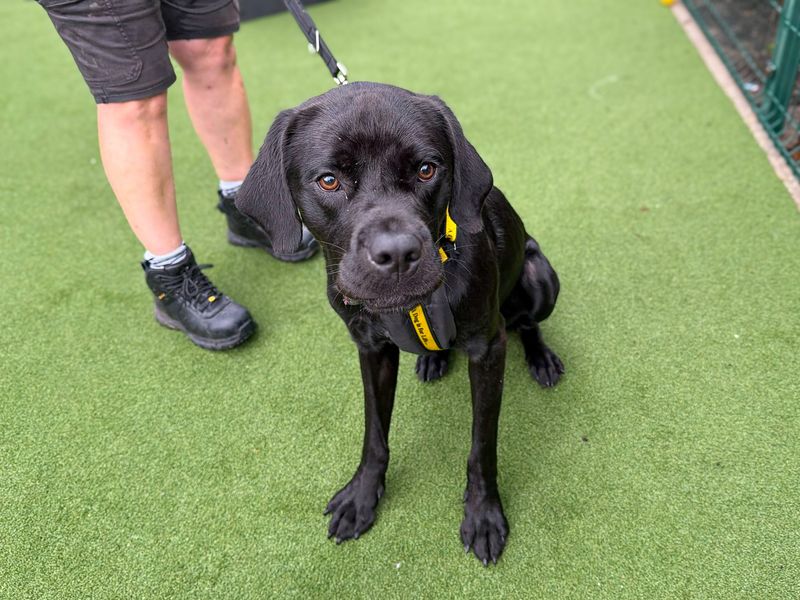 Tosh | Retriever (Labrador) Cross | Basildon (Essex) - 5