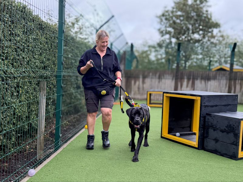 Tosh | Retriever (Labrador) Cross | Basildon (Essex) - 3