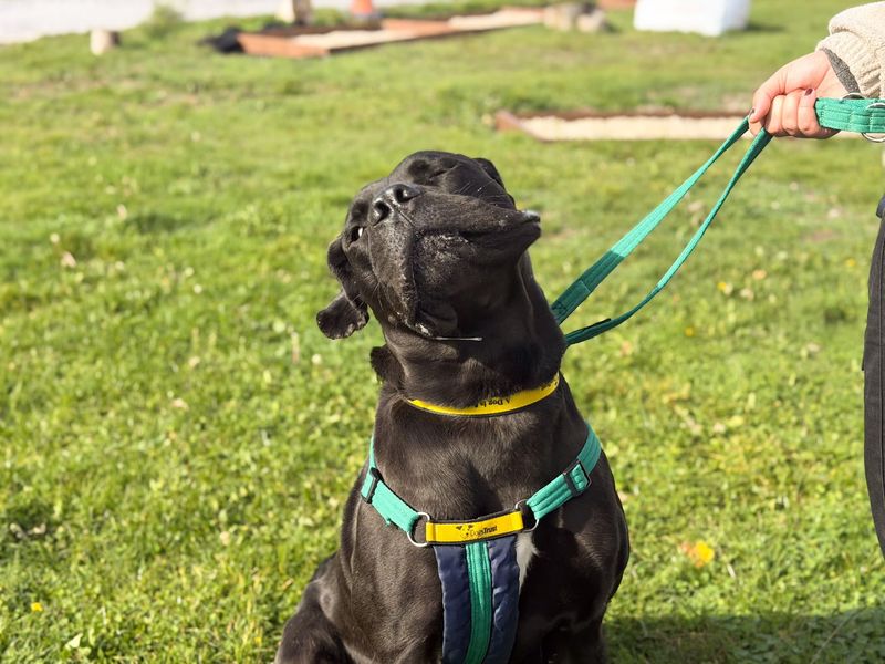 Morgan | Italian Corso Dog | Salisbury (Wiltshire) - 5