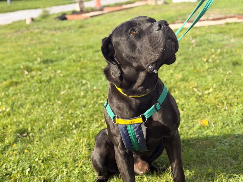 Morgan | Italian Corso Dog | Salisbury (Wiltshire) - 6
