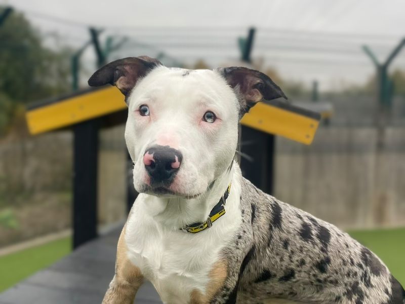 Watson | Collie (Border) Cross | Basildon (Essex) - 1