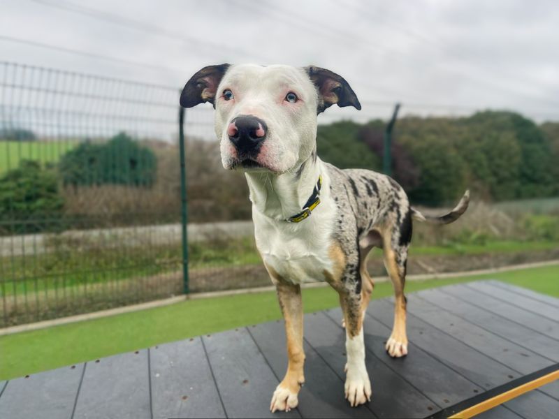 Watson | Collie (Border) Cross | Basildon (Essex) - 3