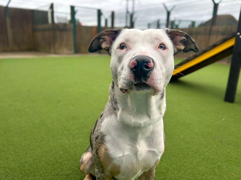 Watson | Collie (Border) Cross | Basildon (Essex) - 4
