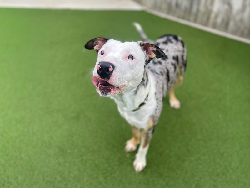 Watson | Collie (Border) Cross | Basildon (Essex) - 5