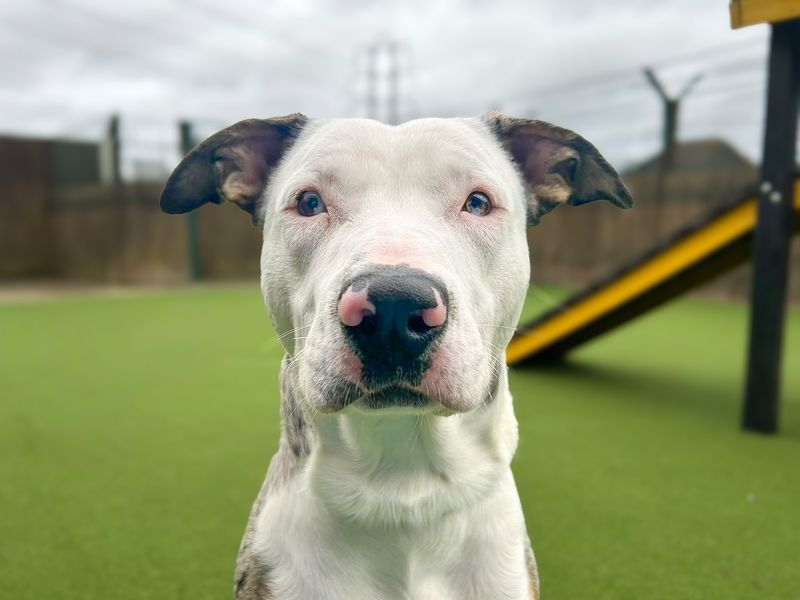 Watson | Collie (Border) Cross | Basildon (Essex) - 2