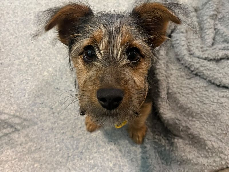 Winnie | Terrier (Jack Russell) | Bridgend (Wales) - 2