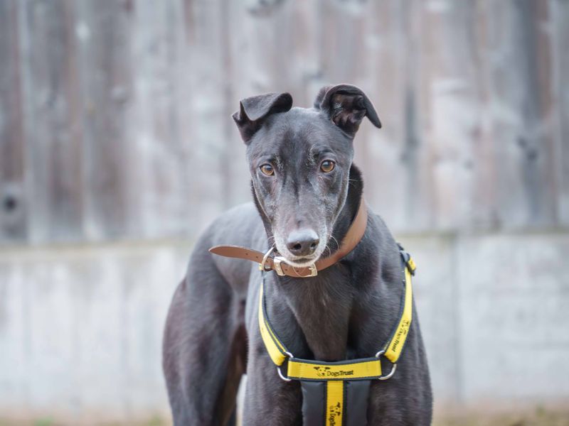 Rocket | Greyhound | Loughborough - 2