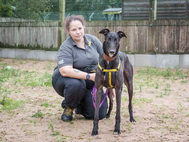 Horace | Greyhound | Loughborough - 2