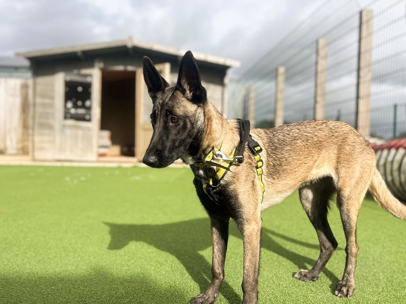 Freya | Belgian Shepherd Dog (Malinois) | Salisbury (Wiltshire) - 2
