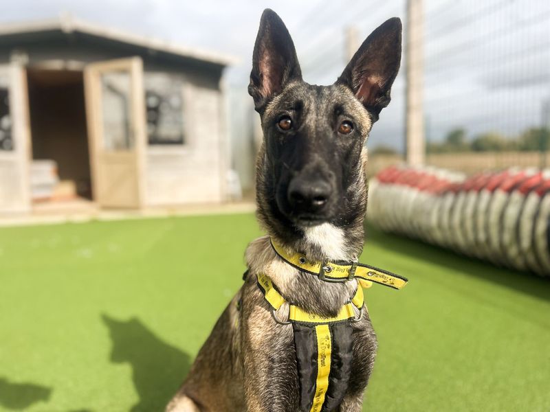 Freya | Belgian Shepherd Dog (Malinois) | Salisbury (Wiltshire) - 4