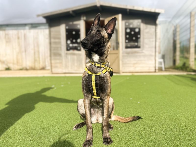 Freya | Belgian Shepherd Dog (Malinois) | Salisbury (Wiltshire) - 7